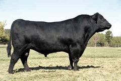 One Whole Black Angus
